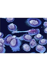 New Ultra-Fast Genome Sequencing Technology Holds Promise for Accelerating Aging Research